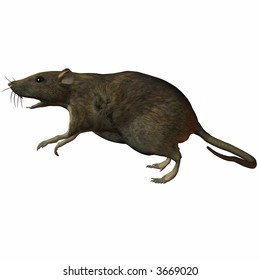 Rat-Leap