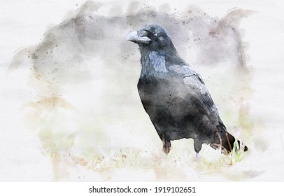 Raven ( Corvus Corax ) Waterpaint Image