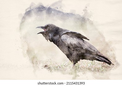 Raven ( Corvus Corax ) Waterpaint Image