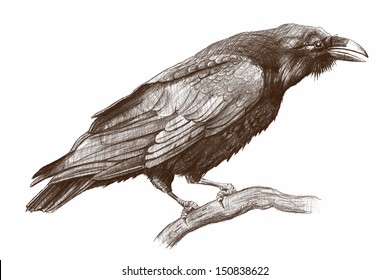 Raven pencil drawing/ Raven