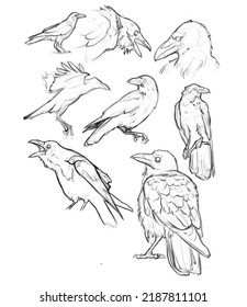 Raven Sketches Art Drawing Birds Stock Illustration 2187811101 ...