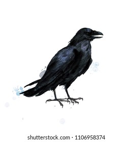 Raven. Watercolor Illustration.