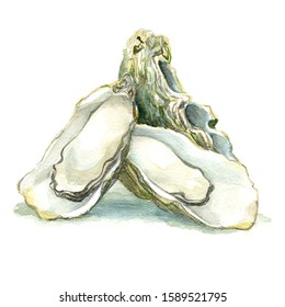 Raw oysters painted in watercolor