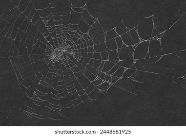 Verdadero Web araña cubierto