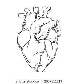 Real Heart Illustration.  Use For Your Business, Postcards, Posters, Projects.