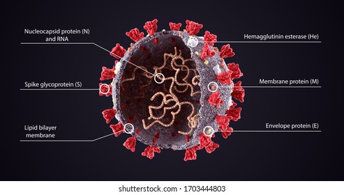 Realistic 3D Illustration of COVID-19  Virus Structure Diagram. Corona Virus SARS-CoV-2, 2019 nCoV virus sheme. Full text description with sliced model and RNA on dark background. Omicron