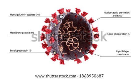 Realistic 3D Illustration of COVID-19  Virus Structure Diagram. Corona Virus SARS-CoV-2, 2019 nCoV virus scheme, model. Omicron Stock photo © 