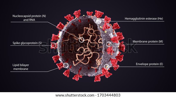 Realistic 3D Illustration of COVID-19  Virus\
Structure Diagram. Corona Virus SARS-CoV-2, 2019 nCoV virus sheme.\
Full text description with sliced model and RNA on dark background.\
Omicron