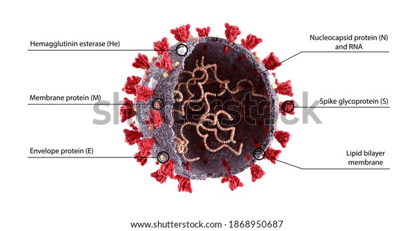 Realistic 3D Illustration of COVID-19  Virus\
Structure Diagram. Corona Virus SARS-CoV-2, 2019 nCoV virus scheme,\
model. Omicron