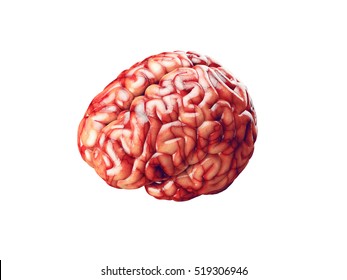 Realistic 3d Illustration Of Human Brain With Blood Vessels Isolated On White