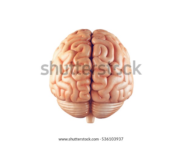 白い背景に人間の脳の正面図のリアルな3dイラスト のイラスト素材