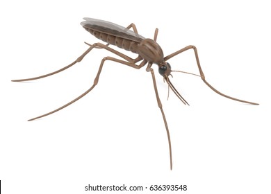 Realistic 3d Render Of Anopheles Gambiae