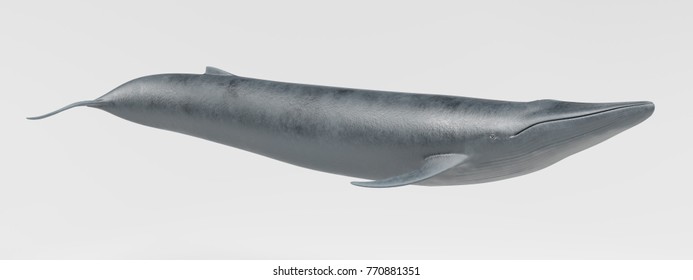 Realistic 3D Render Of Blue Whale