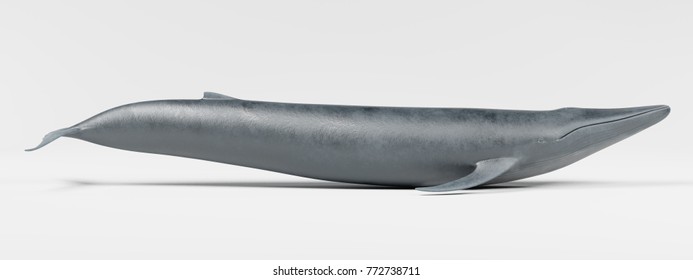 Realistic 3D Render Of Blue Whale