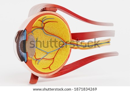 Realistic 3D Render of Eye Section