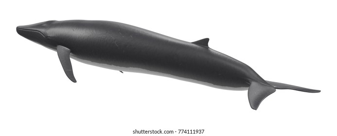 Realistic 3D Render of Fin Whale