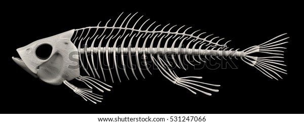 魚の骨組みのリアルな3dレンダリング のイラスト素材