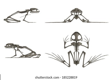 frog skeleton clipart