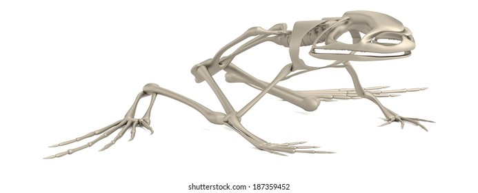 frog skeleton clipart