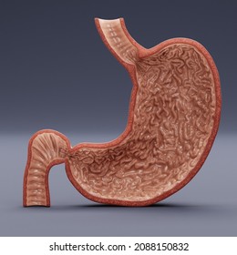 Realistic 3D Render Of Human Stomach