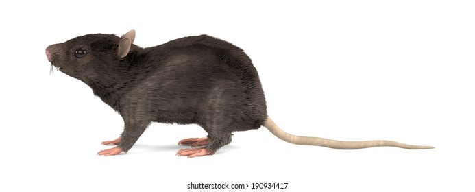 realistic 3d render of mouse
