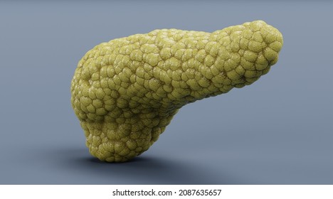 Realistic 3D Render Of Pancreas