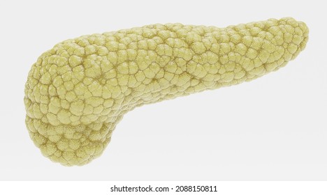 Realistic 3D Render Of Pancreas