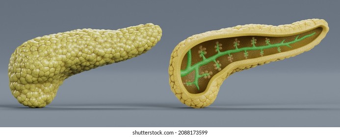 Realistic 3D Render Of Pancreas