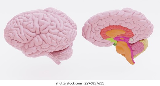 Realistic 3D Render of Plastic Human Brain