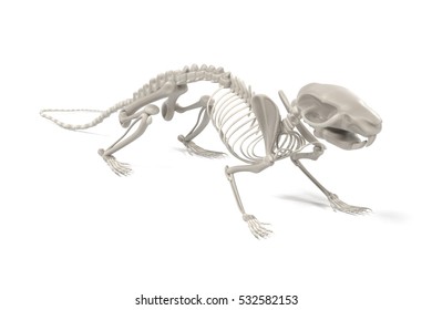 Realistic 3d Render Of Rat Skeleton