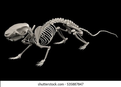 265 Spine rats Images, Stock Photos & Vectors | Shutterstock