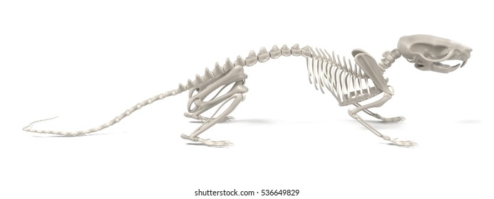 Realistic 3d Render Of Rat Skeleton 