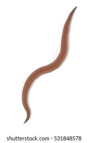 Realistic 3d Render Roundworm Stock Illustration 531848578 | Shutterstock