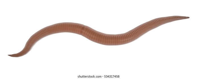 Realistic 3d Render Of Roundworm