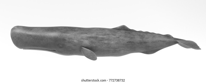 Realistic 3D Render Of Sperm Whale