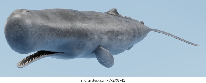 Realistic 3D Render Of Sperm Whale