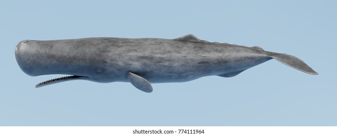 Realistic 3D Render Of Sperm Whale