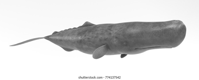 Realistic 3D Render Of Sperm Whale