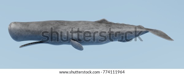 3d sperm whale - Nude pics sperm whale 3d