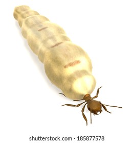 realistic 3d render of termite queen