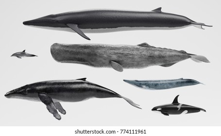 1,479 Blue whale 3d Images, Stock Photos & Vectors | Shutterstock