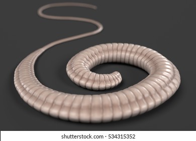 Realistic 3d Render Of Whipworm