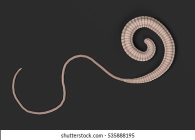 Realistic 3d Render Of Whipworm