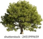 Realistic 3D rendering of a tree isolated on white background, suitable for architecture visualization, presentation background, 2D or 3D illustration  digital composition