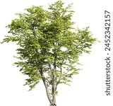 Realistic 3D rendering of a tree isolated on white background, suitable for architecture visualization, presentation background, 2D or 3D illustration  digital composition