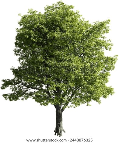 Realistic 3D rendering of a tree isolated on white background, suitable for architecture visualization, presentation background, 2D or 3D illustration  digital composition