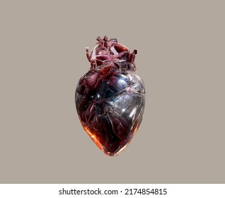 Realistic Anatomic 3d Render Of Heart Organ Made Of Glass Isolated On A Clean Background, Arteries, Atrium, 