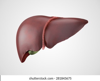  Realistic anatomical model of healthy human liver with gallbladder isolated on white