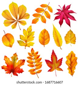 落葉 の画像 写真素材 ベクター画像 Shutterstock