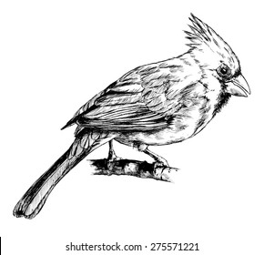 Cardinal Drawing Hd Stock Images Shutterstock